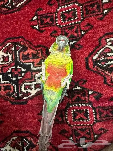 كنيور اليف وهدد ولعوب بسعر كفووو 3