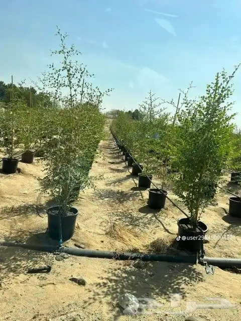 نقوم بتوريدوزراعه جميع انواع النخيل والزيتون واليمون 7