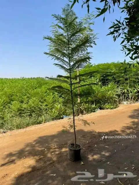 نقوم بتوريدوزراعه جميع انواع النخيل والزيتون واليمون 6