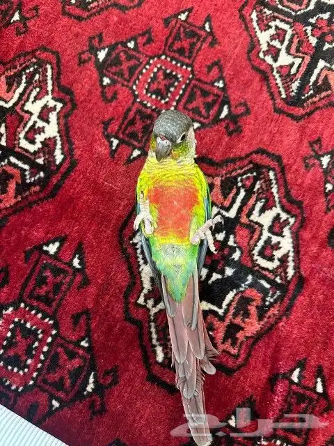 كنيور اليف وهدد ولعوب بسعر كفووو 1