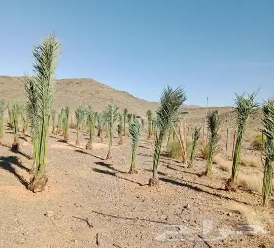 نقوم بتوريدوزراعه جميع انواع النخيل والزيتون واليمون 1