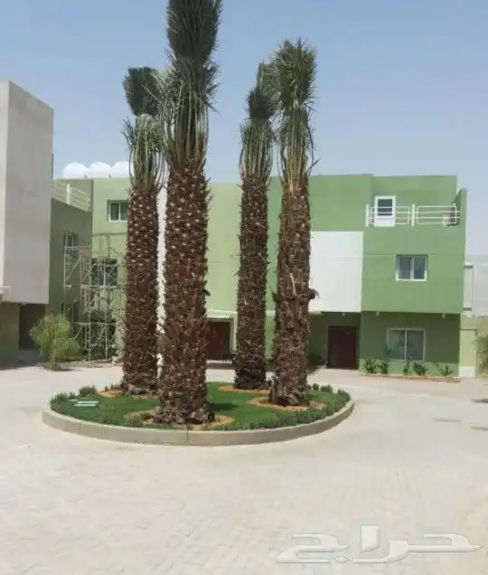 نقوم بتوريدوزراعه جميع انواع النخيل والزيتون واليمون 3