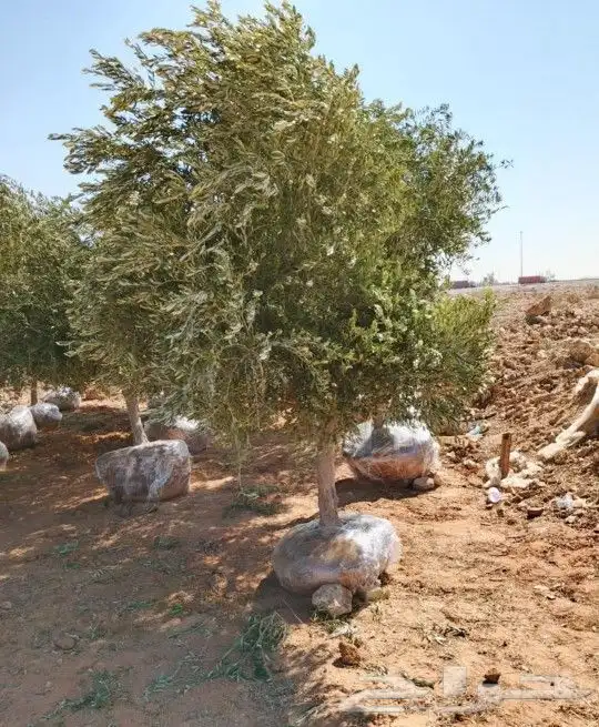 نقوم بتوريدوزراعه جميع انواع النخيل والزيتون واليمون 4