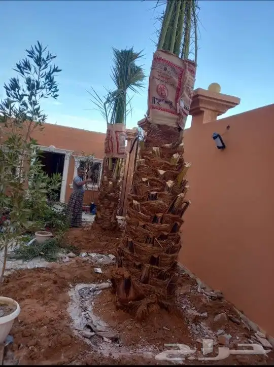 نقوم بتوريدوزراعه جميع انواع النخيل والزيتون واليمون 0