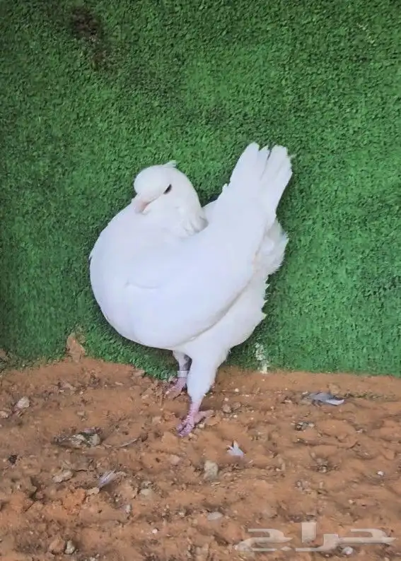 حمام مدائن كنق 1