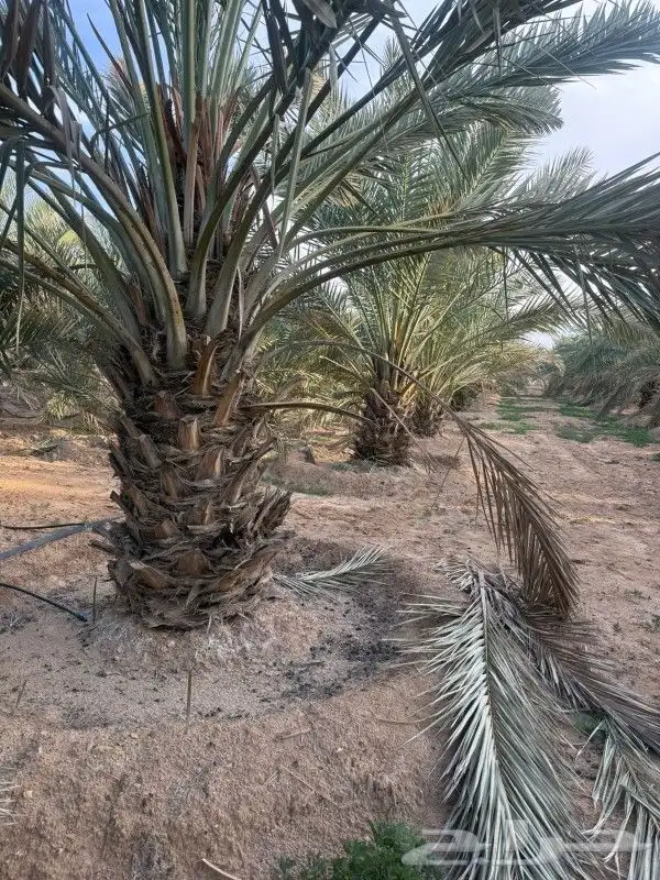 نخل للبيع مع التوصيل مجاني 1