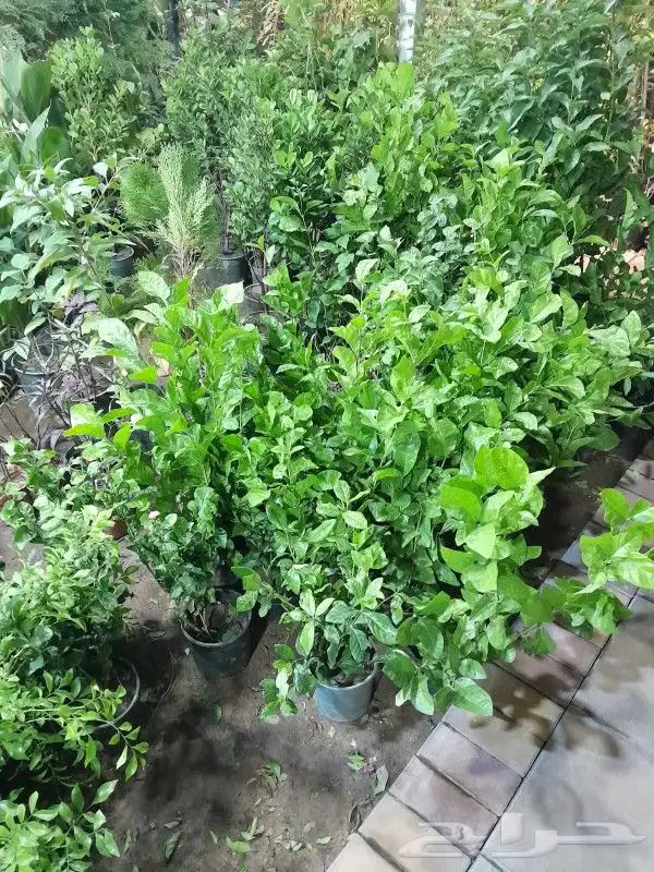 مشتل تنسيق حدائق 4