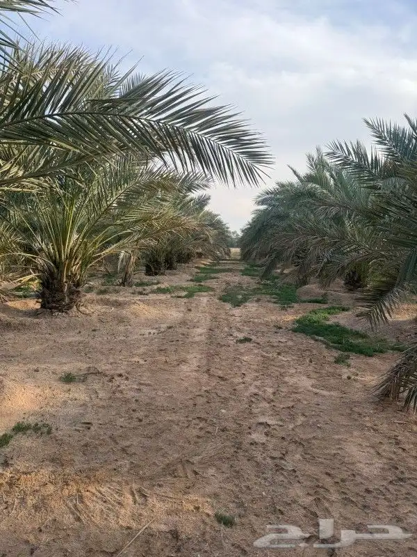 نخل للبيع مع التوصيل مجاني 2