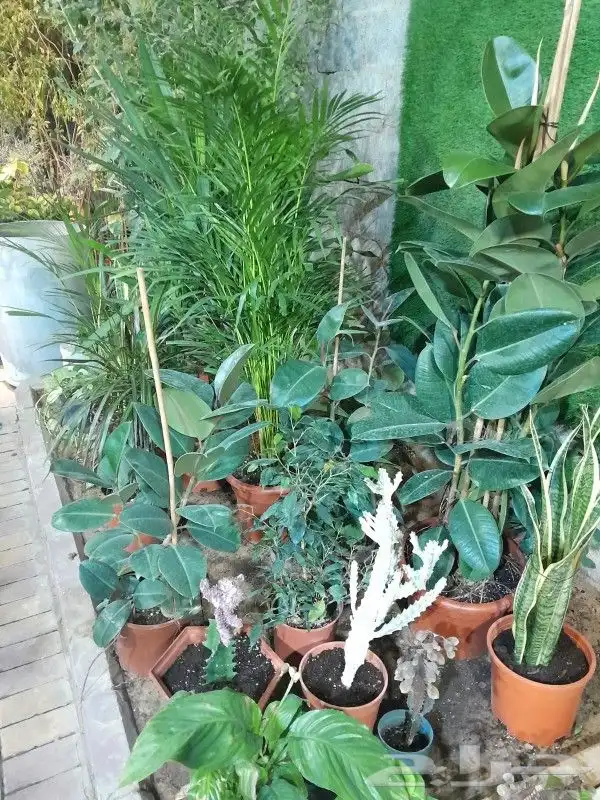 مشتل تنسيق حدائق 3