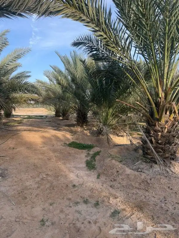 نخل للبيع مع التوصيل مجاني 0