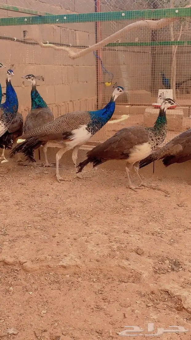 طاووس هندي 0