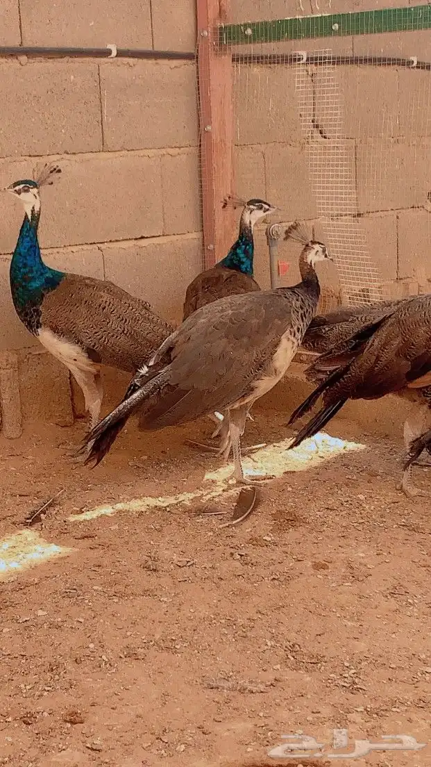 طاووس هندي 1