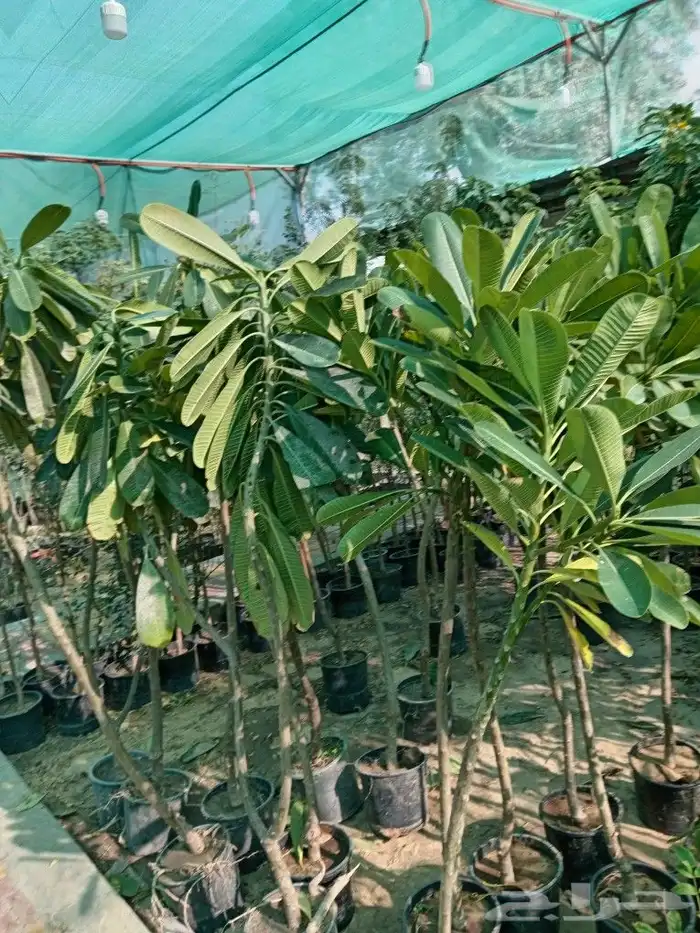 لزارعة وتنسيق الحدائق وجميع الأشجار المثمره والزينه والعشب 3