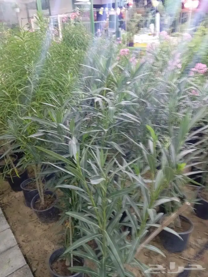 لزارعة وتنسيق الحدائق وجميع الأشجار المثمره والزينه والعشب 7