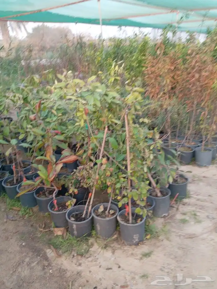 لزارعة وتنسيق الحدائق وجميع الأشجار المثمره والزينه والعشب 2