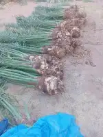 نخل للبيع سكري برحي خلاص ومشكلات 5