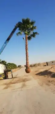 نخل واشنطني 5