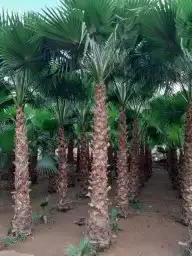 نخل واشنطني 1