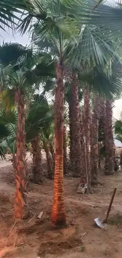 نخل واشنطني 2