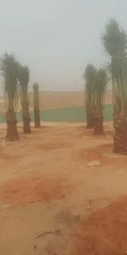 نخل للبيع سكري برحي خلاص ومشكلات 2