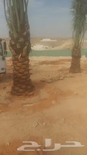 نخل للبيع سكري برحي خلاص ومشكلات 3