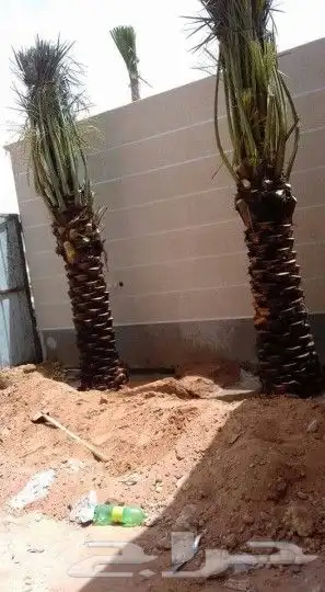 زراعة النخيل قلع تكريب صيانة 14