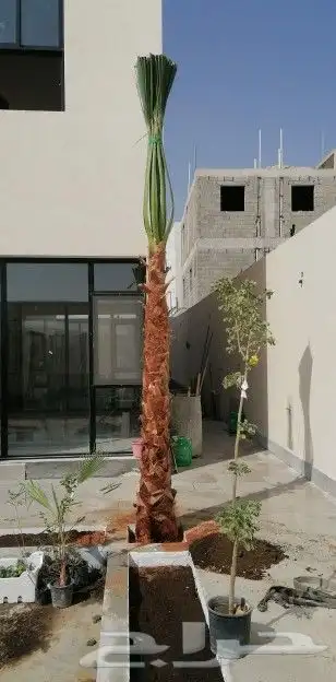 نخل واشنطني 7
