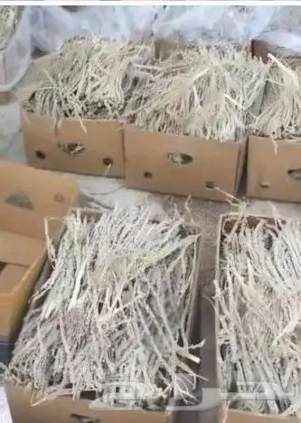 لقاح جديد وكراتين ناشف 0