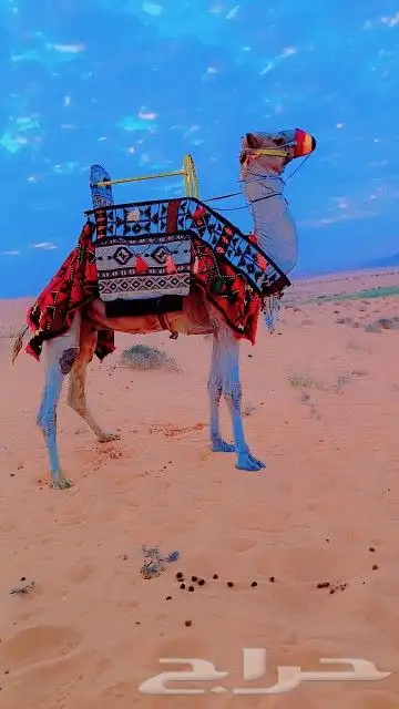 اجار جمال خيول رحول زلول راكبي 6