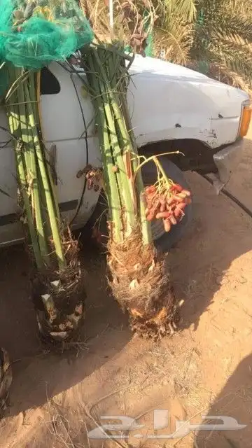 نخل للبيع سكري برحي خلاص ومشكلات 12
