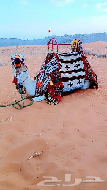 اجار جمال خيول رحول زلول راكبي 9