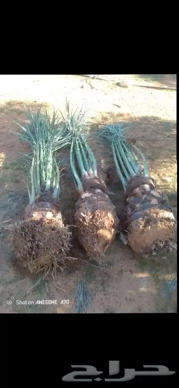 لبيع انخيل بجميع انواعه طالع من القصيم على الجنوب 6