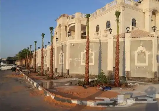 نخل واشنطني 8