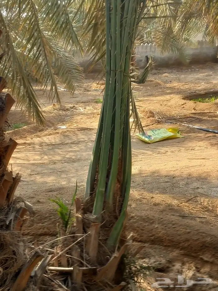 فسائيل نخل خلاص درجه اولا المن يرغب ان يزرع استراحه او يشتل 1