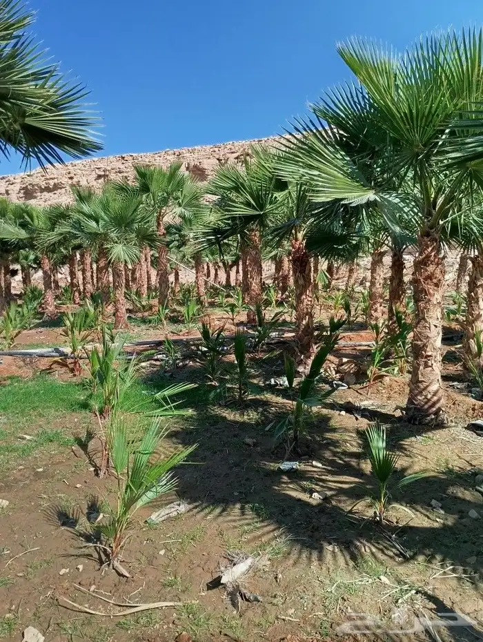 ابوعادل لقلع وزرعها النخيل 2