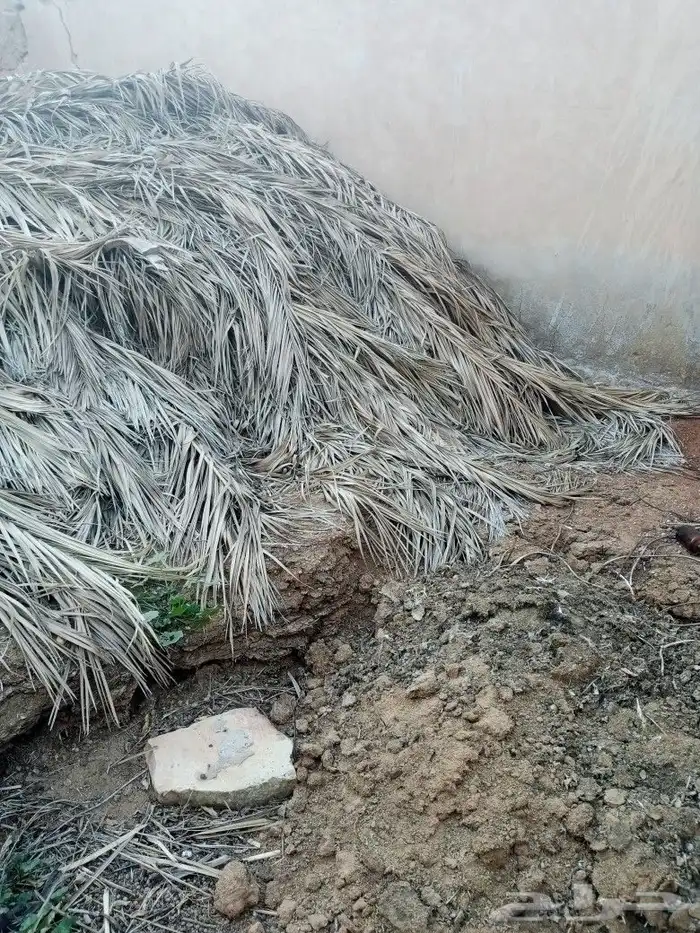 جريد نخل الحبة ريال (الطرفية) 0