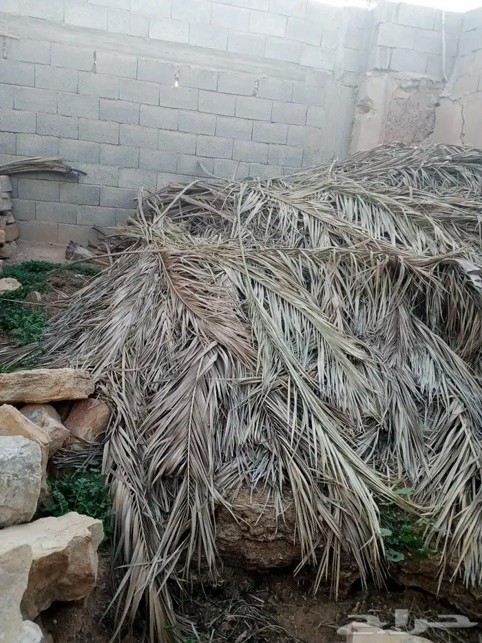 جريد نخل الحبة ريال (الطرفية) 1