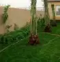 نخل للبيع سكري برحي خلاص ومشكلات 6