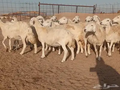 ضان حريات حرش دفيع 1