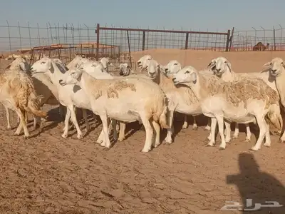 ضان حريات حرش دفيع 0