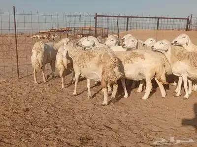 ضان حريات حرش دفيع 4