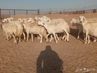 ضان حريات حرش دفيع 3
