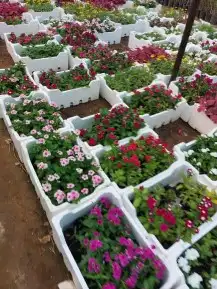 تنسيق زراعه الثيل الطبيعي وتركيب شبكات الري 7