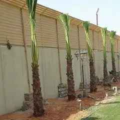 نخل واشنطن ونخل عربي و زيتون 6