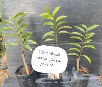 شتلات فلفل طويل للبيع وغيرها 9