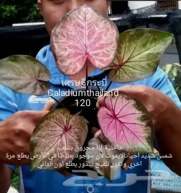 شتلات فلفل طويل للبيع وغيرها 27