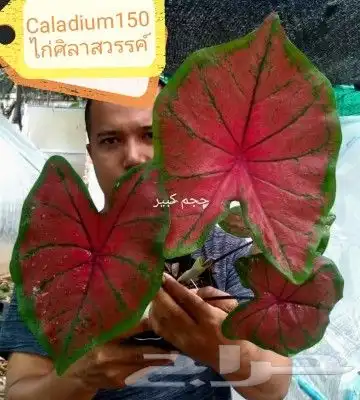 شتلات فلفل طويل للبيع وغيرها 34