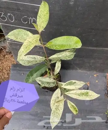 شتلات فلفل طويل للبيع وغيرها 49