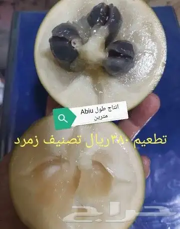 شتلات فلفل طويل للبيع وغيرها 13