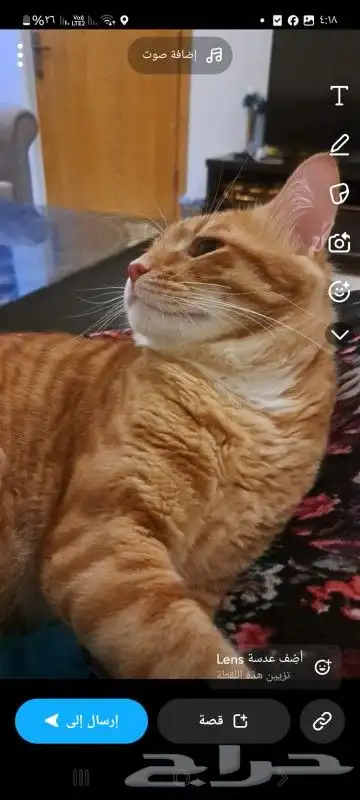 قط مفقود 3